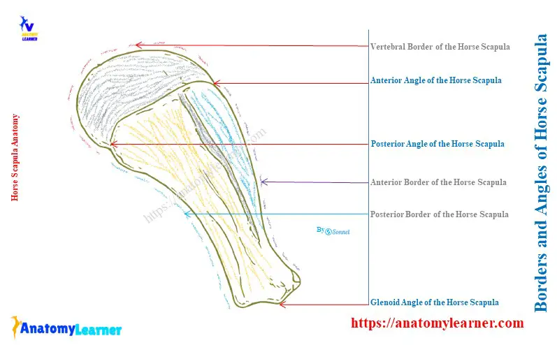 Borders and Angles of Horse Scapula