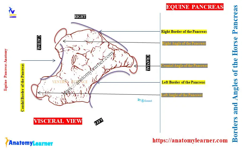 Borders and Angles of the Equine Pancreas