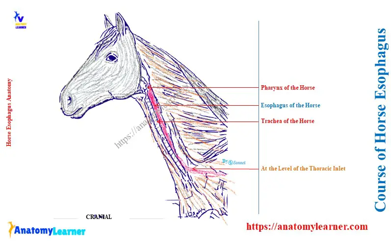 Course of Horse Esophagus