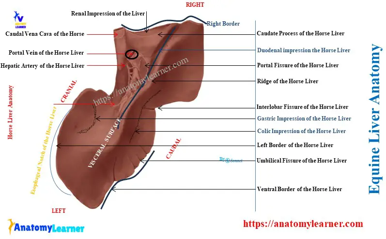 Equine Liver Anatomy
