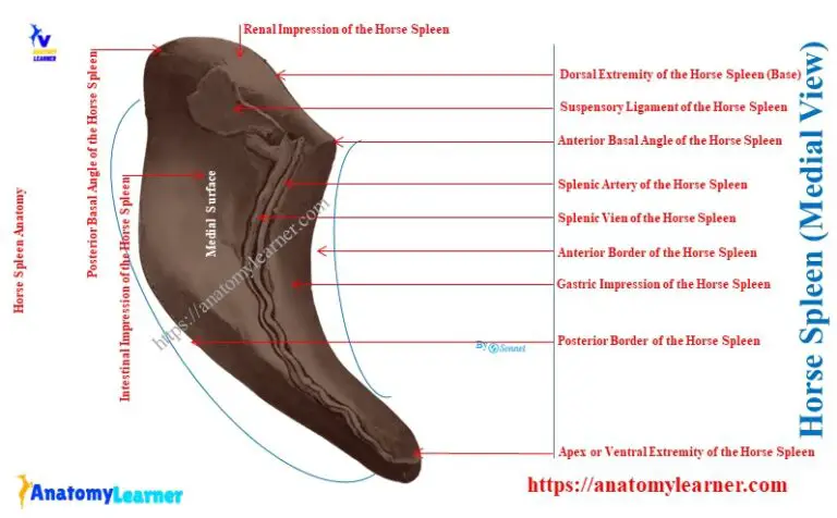 Horse Spleen Anatomy » AnatomyLearner >> Veterinary Anatomy Learning ...