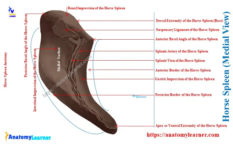 Equine Spleen Anatomy