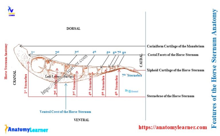 Horse Sternum Anatomy » AnatomyLearner >> Veterinary Anatomy Learning ...