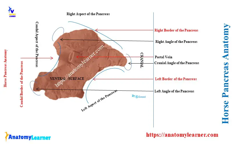 Horse Pancreas Anatomy