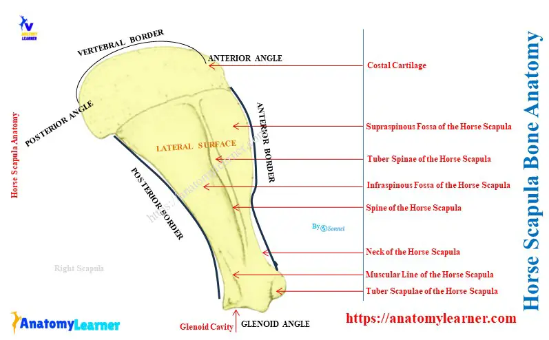 Horse Scapula Bone Anatomy