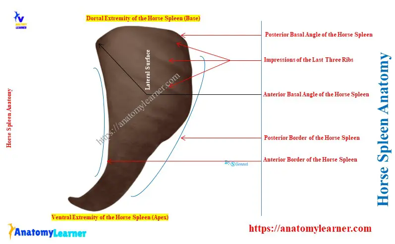 Horse Spleen Anatomy