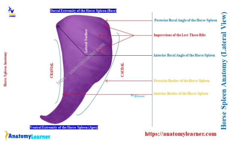 Horse Spleen Anatomy » AnatomyLearner >> Veterinary Anatomy Learning ...