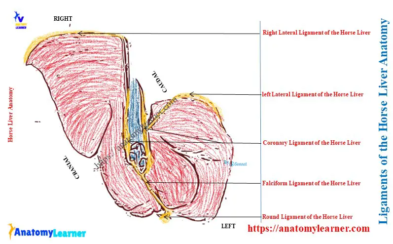 Ligaments of the Horse Liver Anatomy