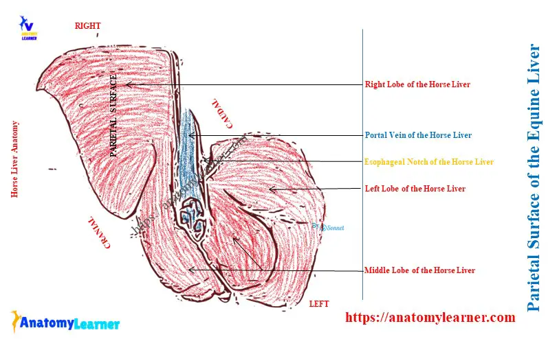 Parietal Surface of the Equine Liver