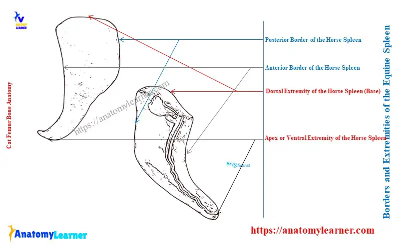 Surfaces Borders and Extremities of the Equine Spleen