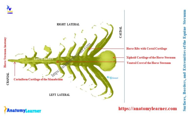 Horse Sternum Anatomy » AnatomyLearner >> Veterinary Anatomy Learning ...