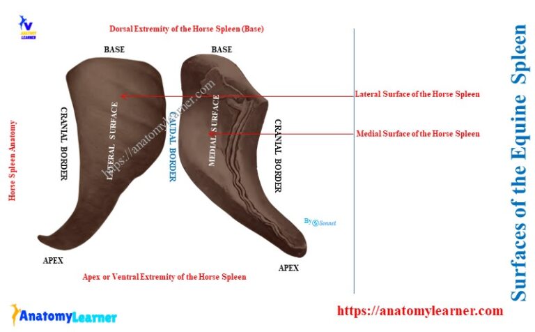 Horse Spleen Anatomy » AnatomyLearner >> Veterinary Anatomy Learning ...