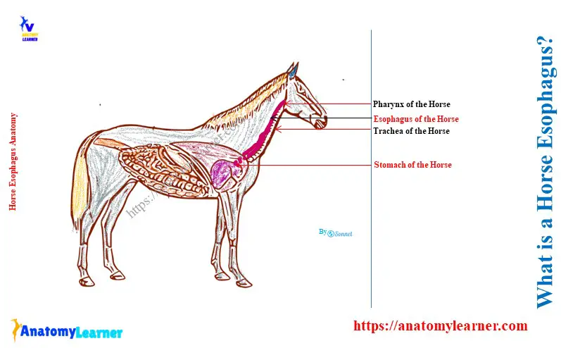 What is a Horse Esophagus
