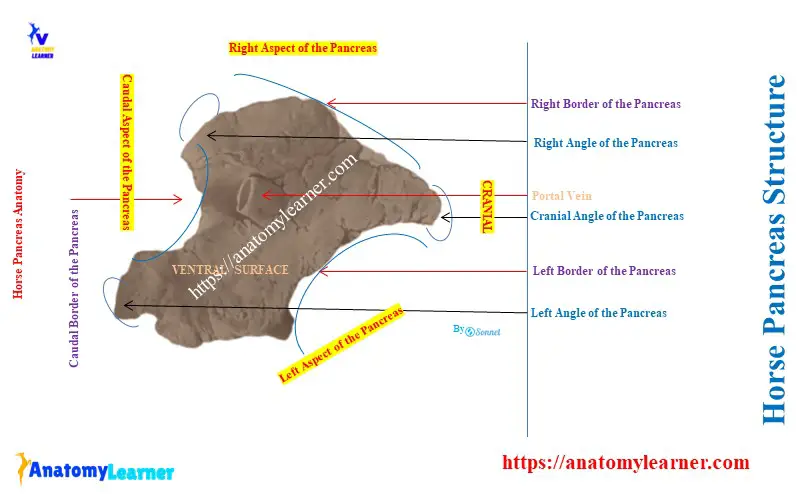 What is the Anatomy of the Pancreas in a Horse