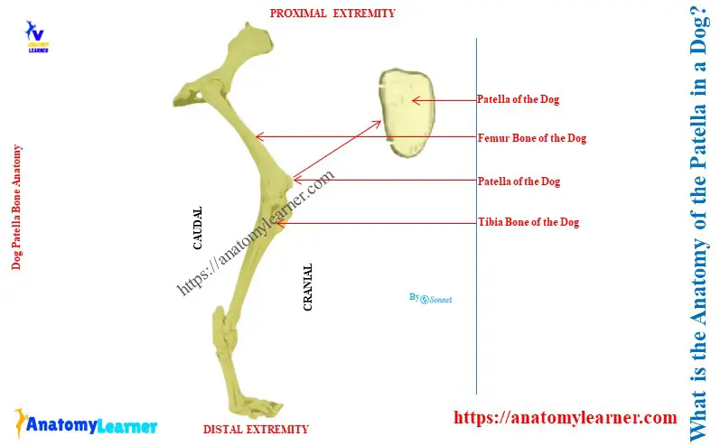 What is the Anatomy of the Patella in a Dog