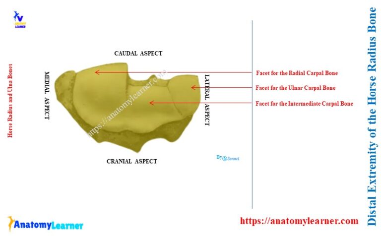 Horse Radius and Ulna » AnatomyLearner >> Veterinary Anatomy Study ...