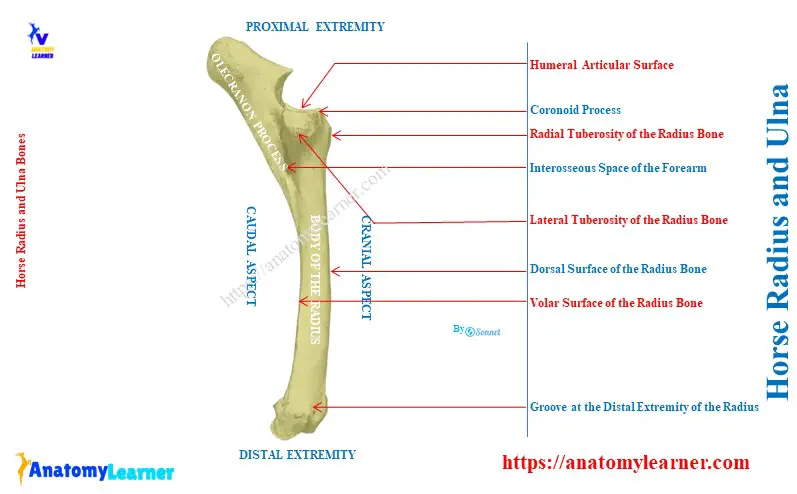 Horse Radius Bone Anatomy