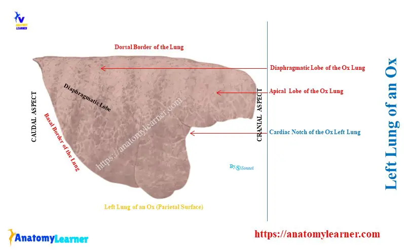 Left Lung of an Ox