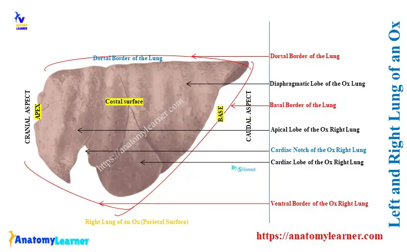 Left and Right Lung of an Ox