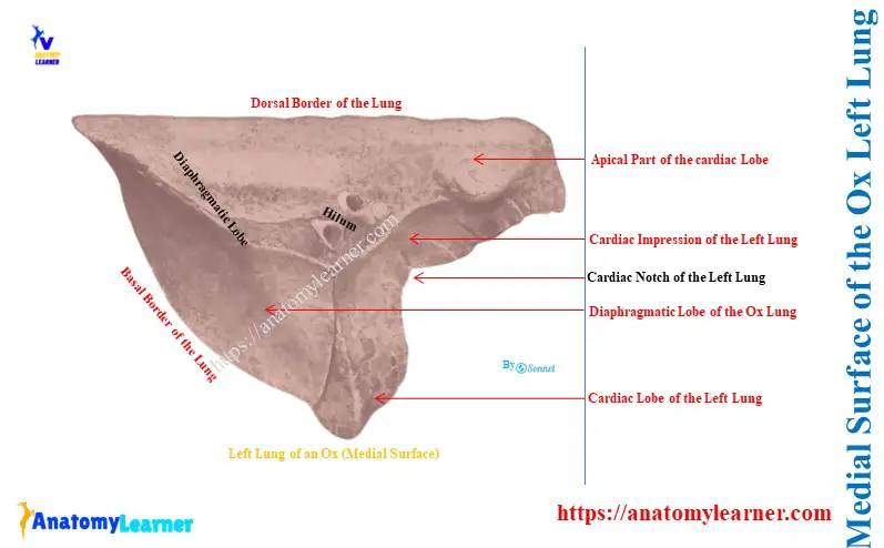 Medial Surface of the Ox Left Lung