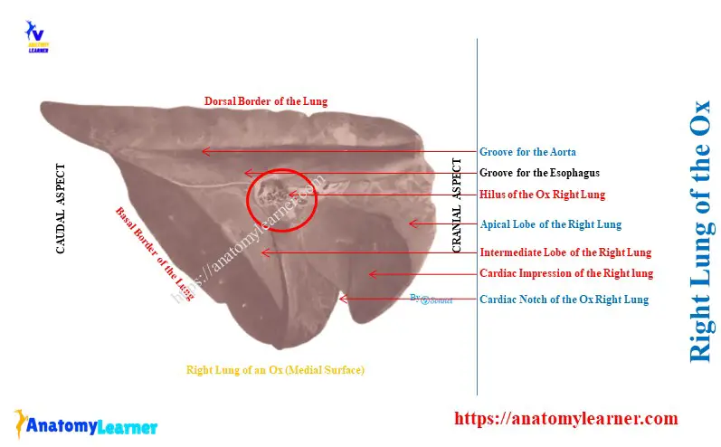 Right Lung of the Ox