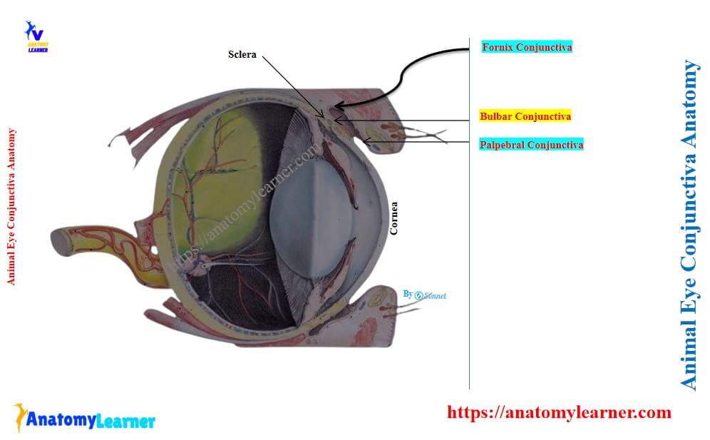 Animal eye conjunctiva anatomy