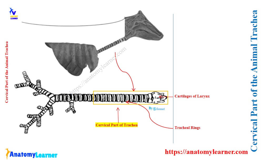Cervical Part of the Animal Trachea