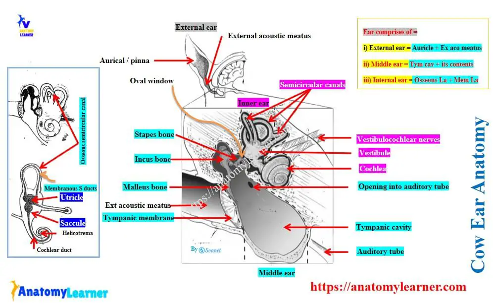 Cow ear anatomy showing external, middle, and inner ear parts