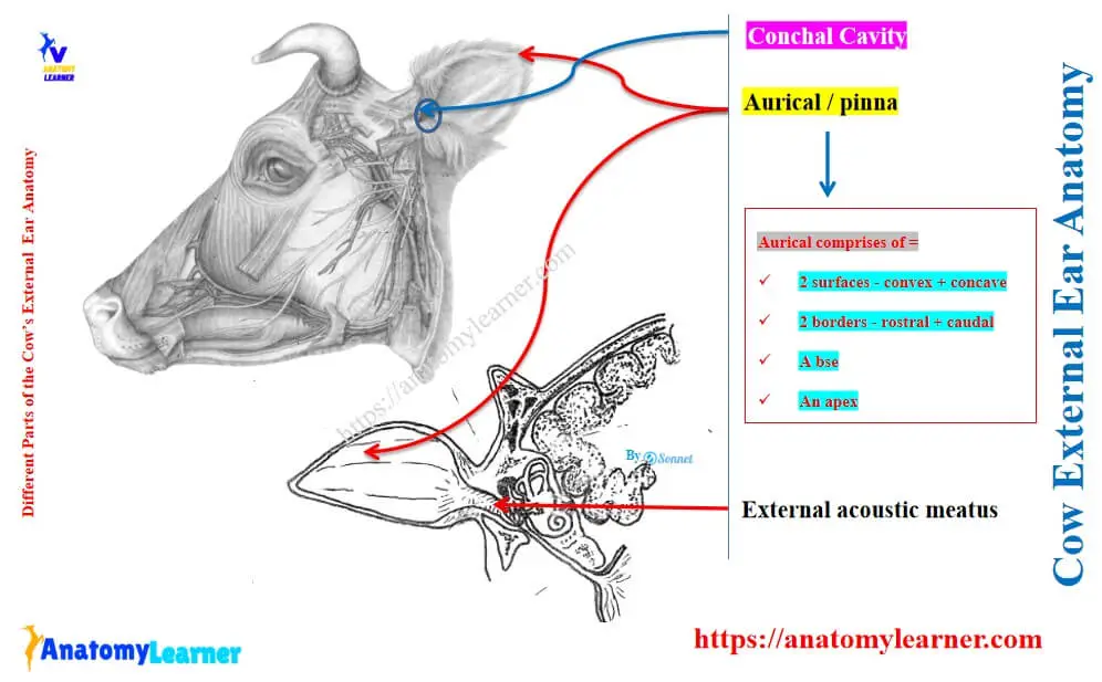 Cow external ear anatomy showing auricle and external acoustic meatus