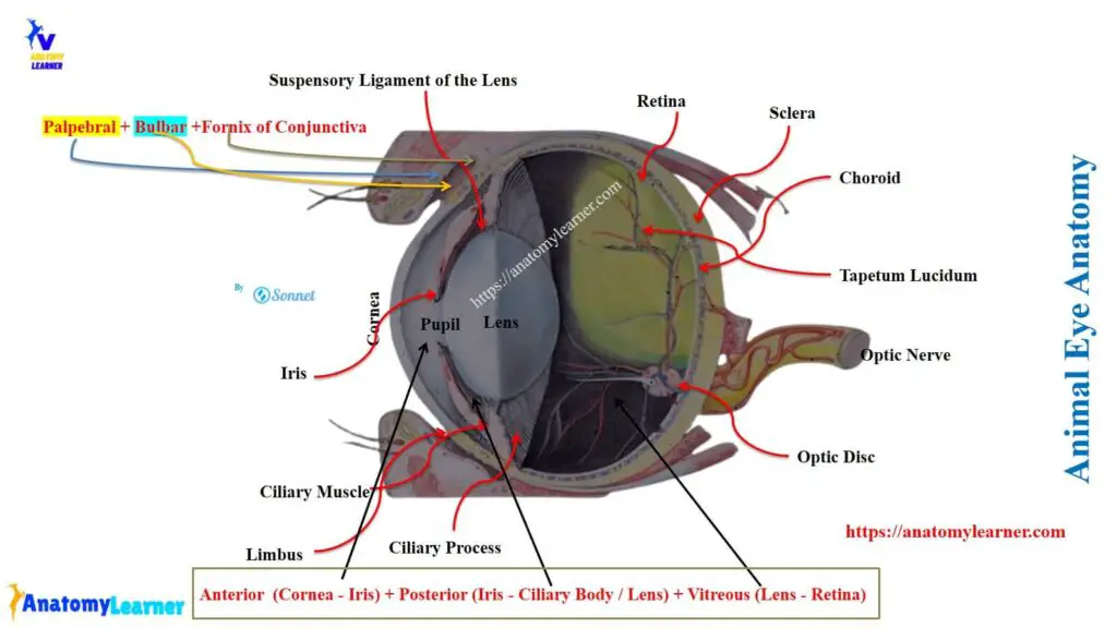 Different parts of the Animal Eye Anatomy