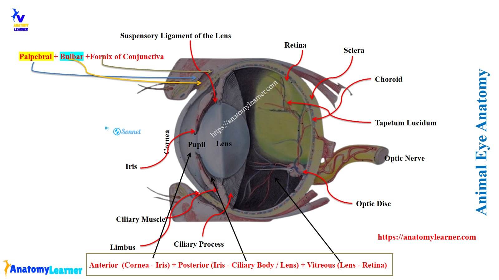 Animal Eye Conjunctiva Anatomy (Practical Identification ...