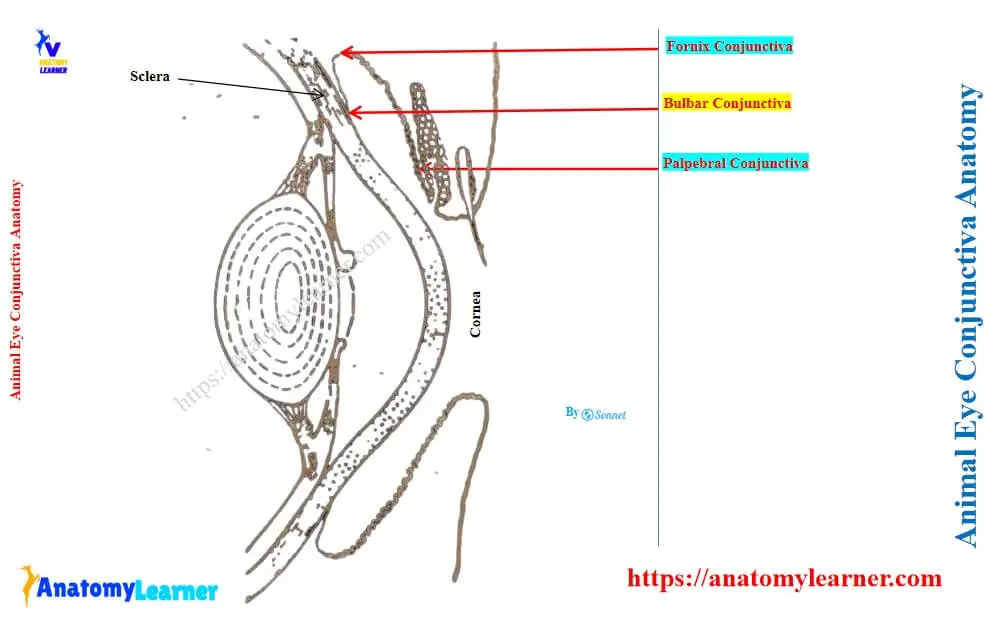 Parts of the animal eye conjunctiva