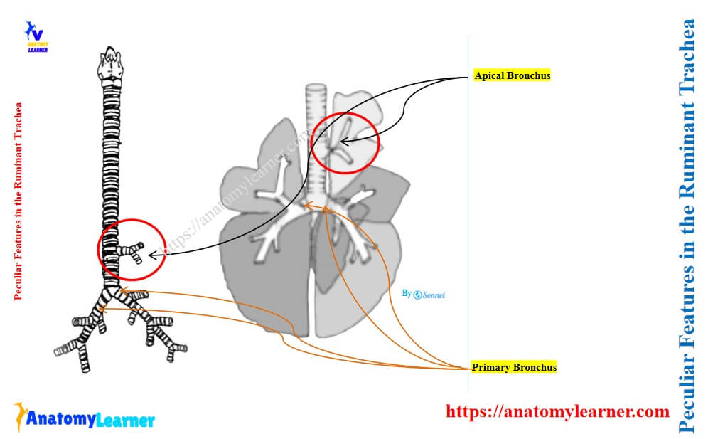 Peculiar Features in the Ruminant Trachea