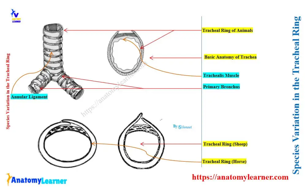 Species Variation in the Tracheal Ring
