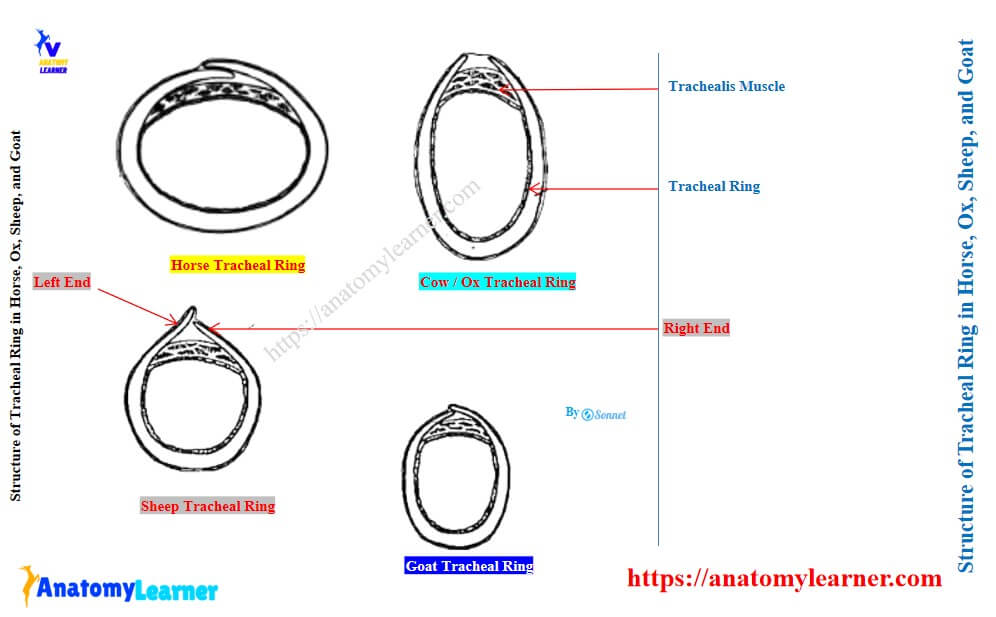 Structure of Tracheal Ring in Horse, Ox, Sheep, and Goat