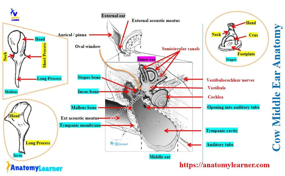 The cow’s middle ear structure shows the tympanic cavity and ossicles