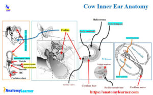 Cattle Ear Rot Cow Ear Anatomy » AnatomyLearner >> Veterinary Anatomy Study Guide For ...