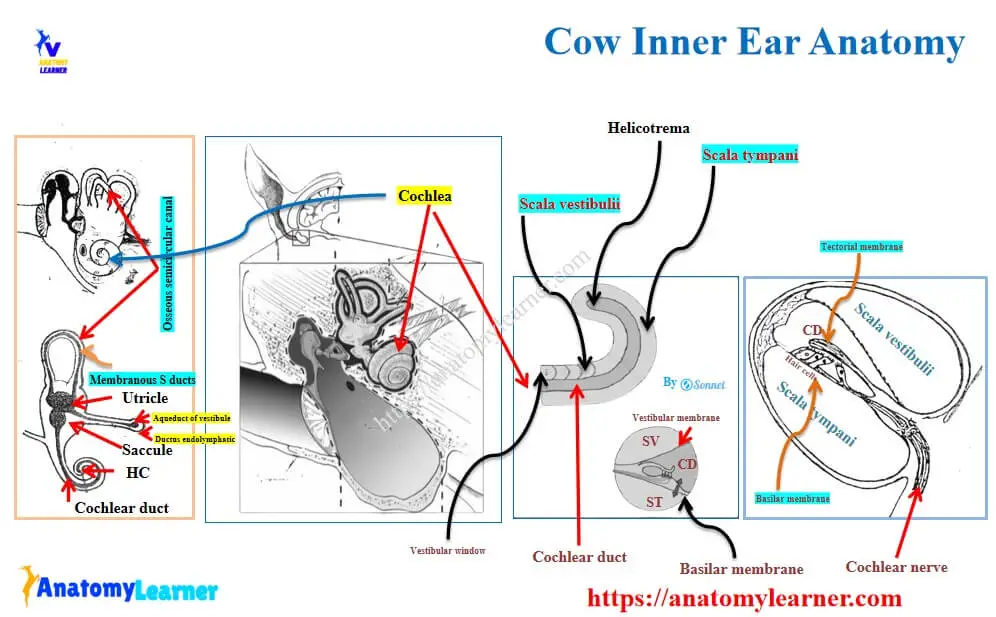 The structure of the cow’s inner ear shows an osseous and a membranous labyrinth