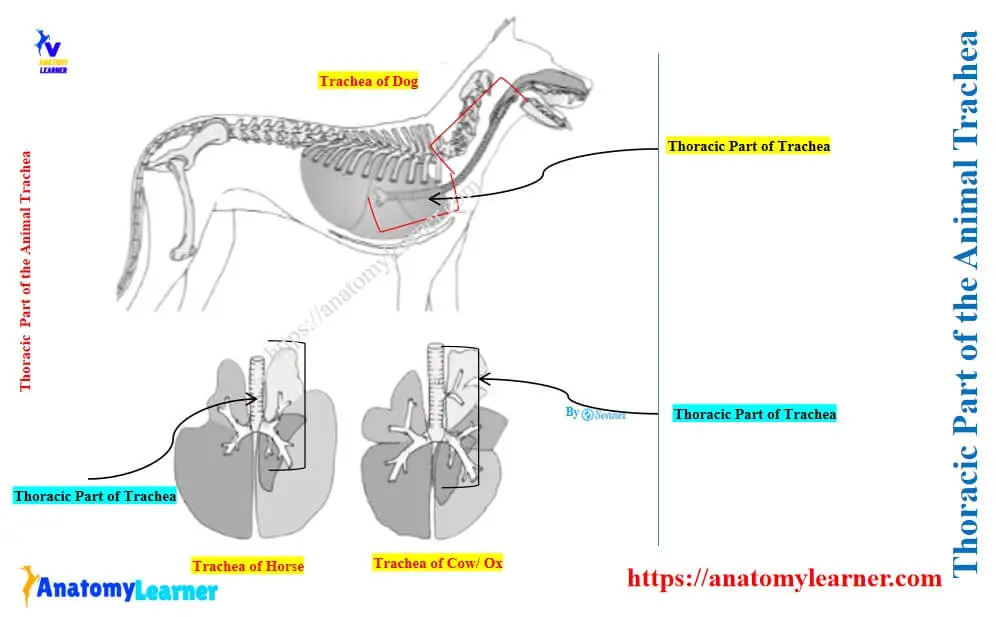 Thoracic Part of the Animal Trachea