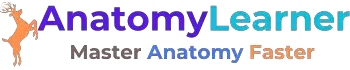 AnatomyLearner >> Veterinary Anatomy Study Guide For Vet's Students