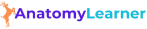AnatomyLearner Logo by Sonnet
