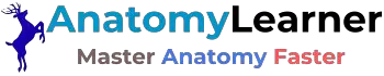 AnatomyLearner >> Veterinary Anatomy Study Guide For Vet's Students
