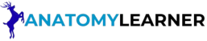 AnatomyLearner New Logo