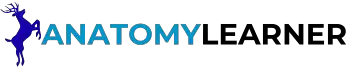 AnatomyLearner New Logo