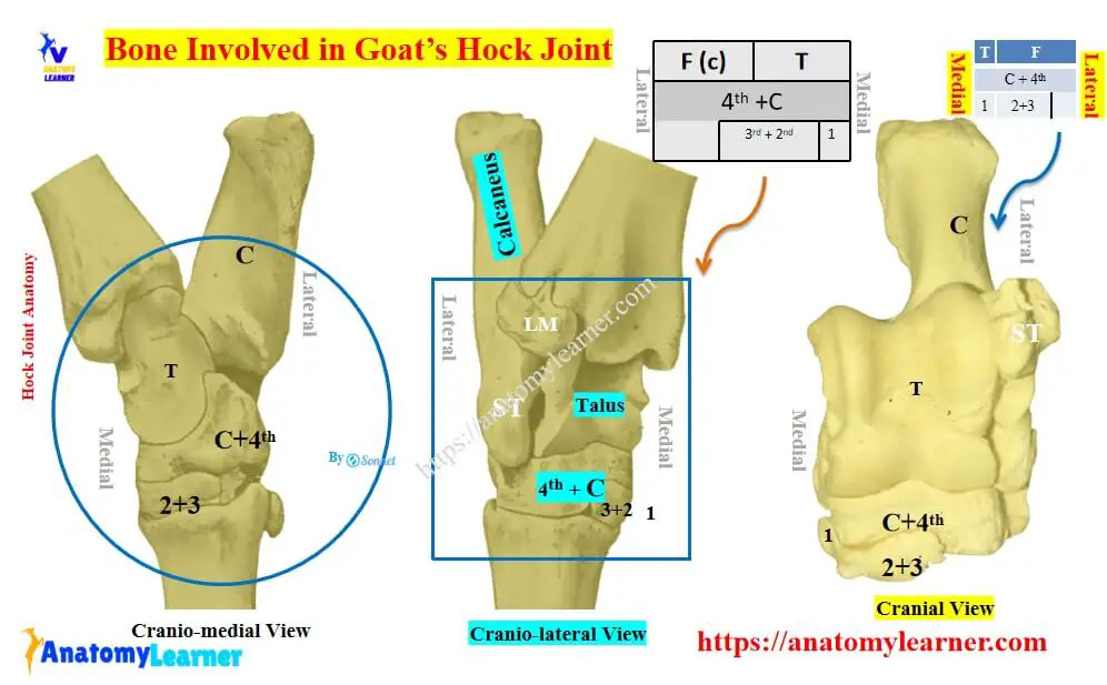 Bone involvement in the goat’s hock