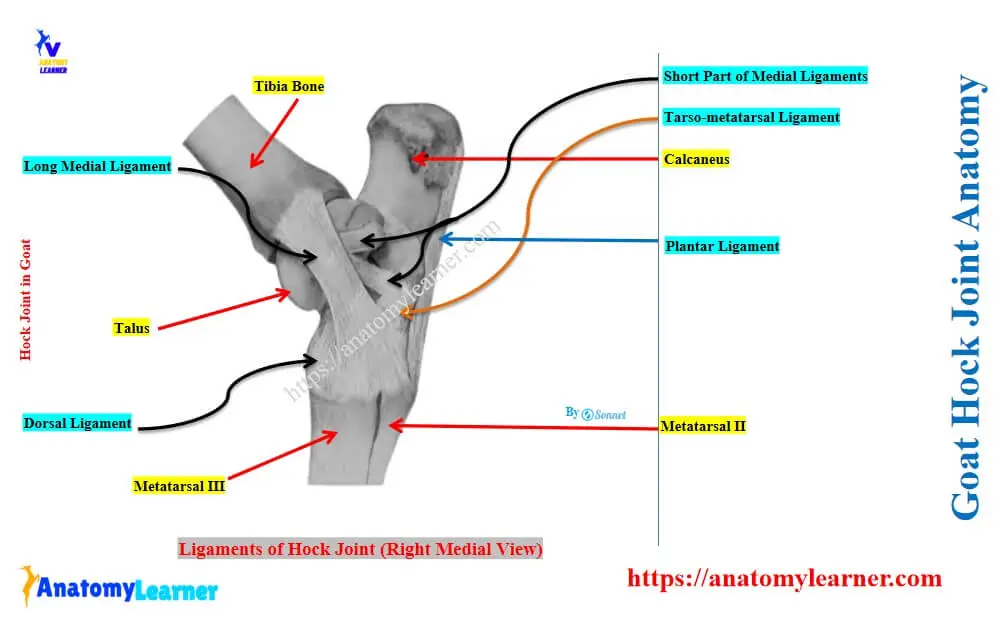 Ligaments of the goat’s hock