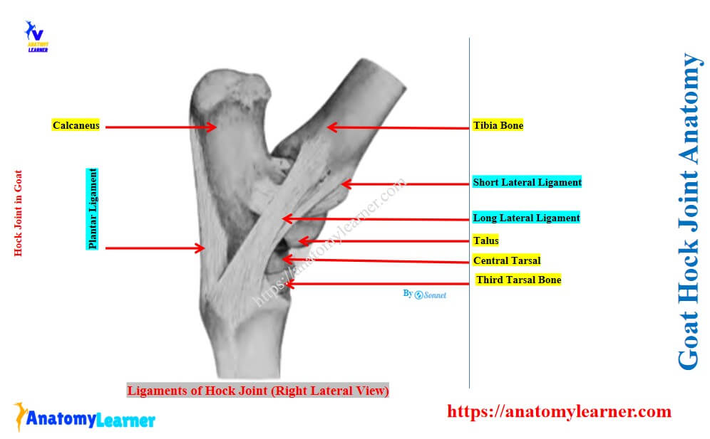 Structure of a hock joint in a goat