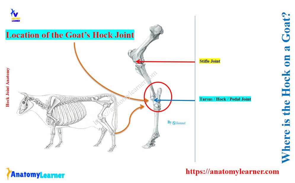 Where is the hock located in a goat