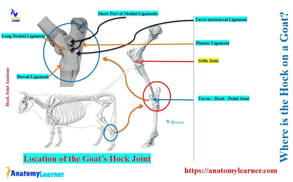 Where is the hock on a goat