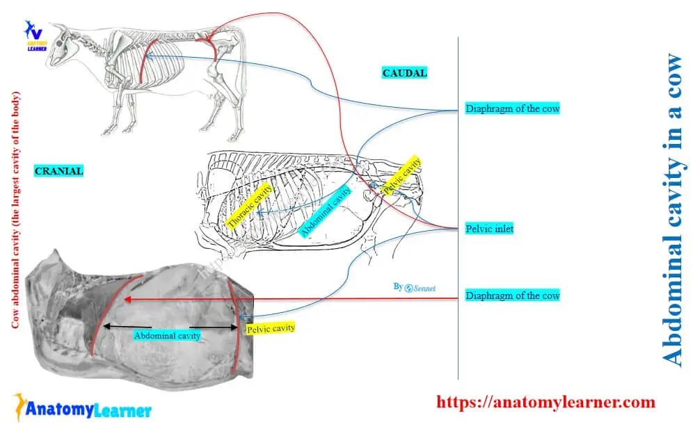Abdominal cavity of a cow
